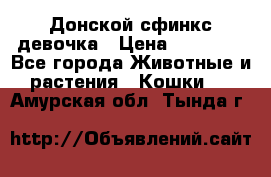 Донской сфинкс девочка › Цена ­ 15 000 - Все города Животные и растения » Кошки   . Амурская обл.,Тында г.